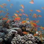 Una nube de anthias naranjas sobre un arrecife de corales duros, en un agua azul clara