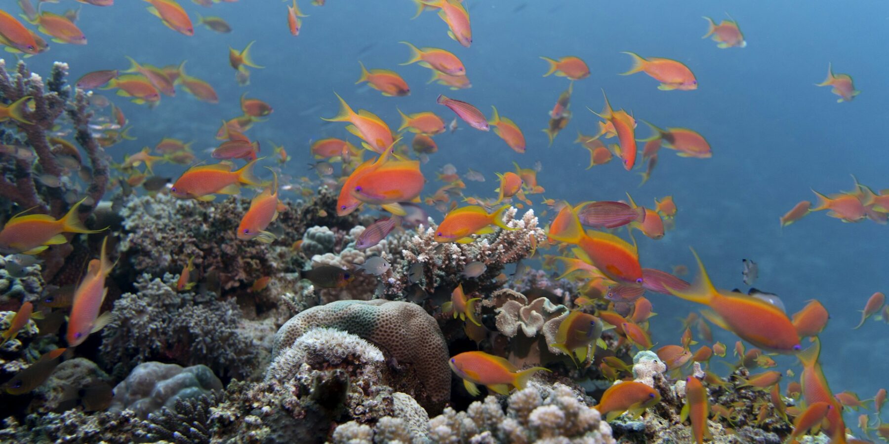 Una nube de anthias naranjas sobre un arrecife de corales duros, en un agua azul clara