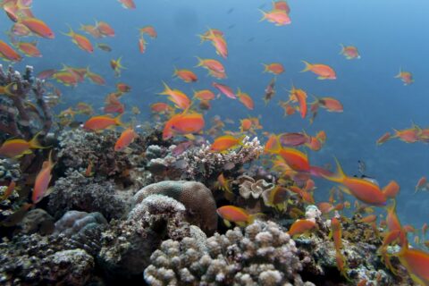 Una nube de anthias naranjas sobre un arrecife de corales duros, en un agua azul clara