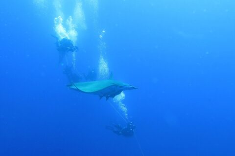 Una mobula pasa entre buceadores agarrados al cabo del barco, en el azul profundo del banco Princesa Alicia