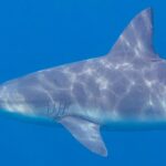 Primer plano de perfil de un tiburón toro que nada hacia la izquierda, con el hocico corto y redondeado, las hendiduras branquiales y la ancha aleta dorsal, y el lomo gris surcado de reflejos de sol sobre un fondo azul liso.