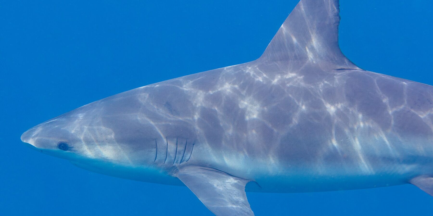 Primer plano de perfil de un tiburón toro que nada hacia la izquierda, con el hocico corto y redondeado, las hendiduras branquiales y la ancha aleta dorsal, y el lomo gris surcado de reflejos de sol sobre un fondo azul liso.