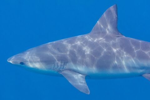 Primer plano de perfil de un tiburón toro que nada hacia la izquierda, con el hocico corto y redondeado, las hendiduras branquiales y la ancha aleta dorsal, y el lomo gris surcado de reflejos de sol sobre un fondo azul liso.