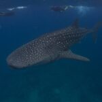 Un tiburón ballena con manchas blancas nada bajo tres nadadores con aletas en superficie, en un agua azul oscuro