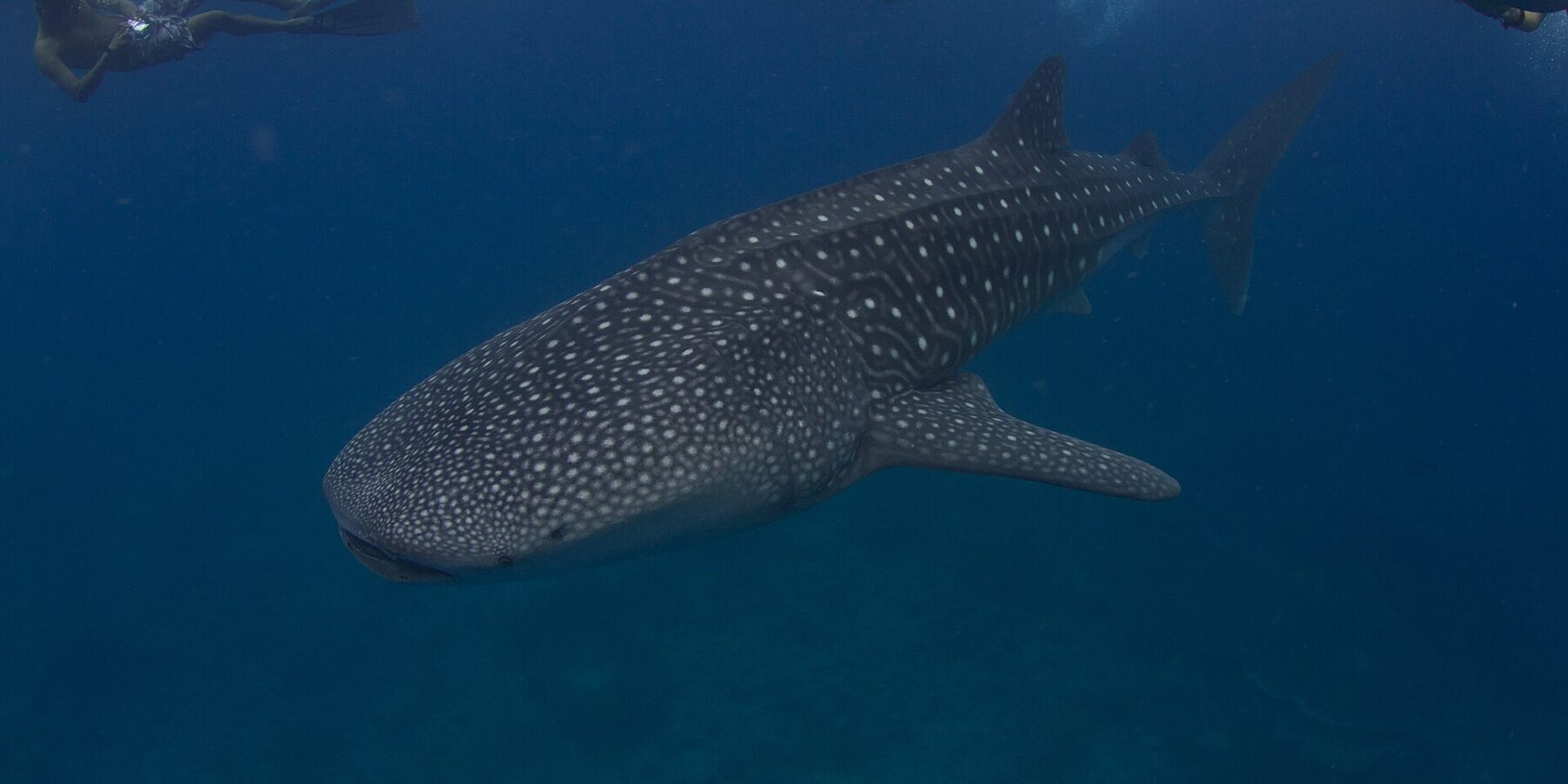 Un tiburón ballena con manchas blancas nada bajo tres nadadores con aletas en superficie, en un agua azul oscuro