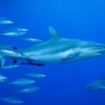 Un tiburón gris de arrecife visto de perfil, con una rémora bajo el vientre, nada en el azul junto a un banco de peces plateados, con un segundo tiburón abajo a la derecha.