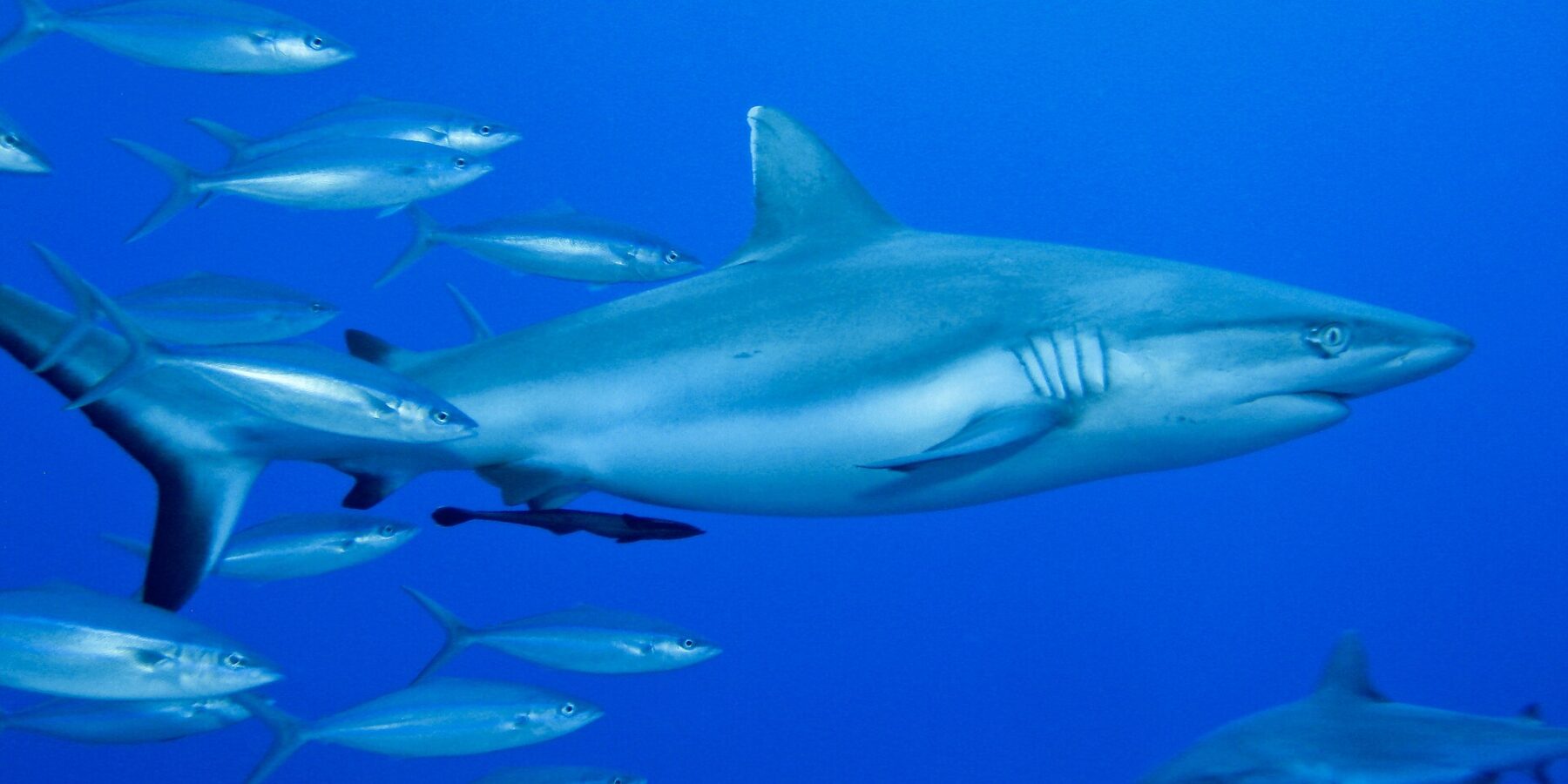 Un tiburón gris de arrecife visto de perfil, con una rémora bajo el vientre, nada en el azul junto a un banco de peces plateados, con un segundo tiburón abajo a la derecha.