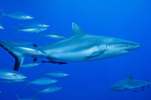 Un tiburón gris de arrecife visto de perfil, con una rémora bajo el vientre, nada en el azul junto a un banco de peces plateados, con un segundo tiburón abajo a la derecha.