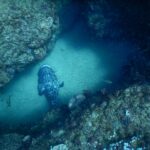Un gran mero papa gris jaspeado de negro, visto desde arriba, posado en la arena clara de un pasillo entre dos paredes rocosas cubiertas de coral, en medio de una nube de pequeños peces plateados