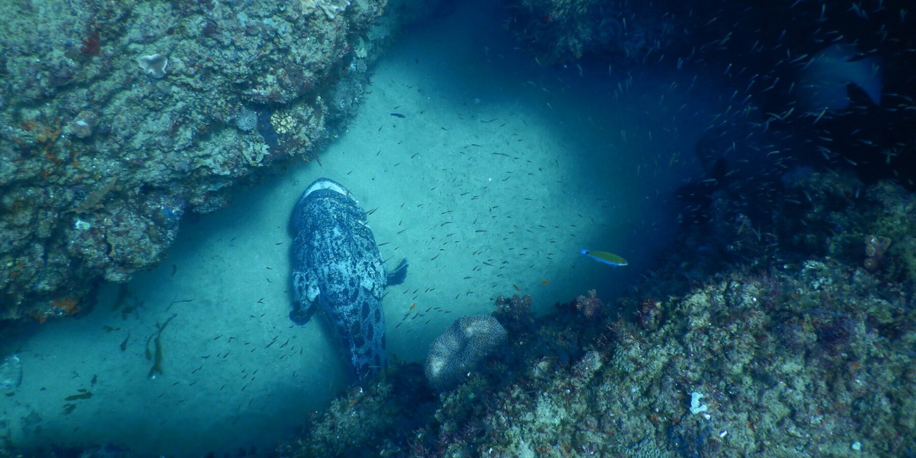 Un gran mero papa gris jaspeado de negro, visto desde arriba, posado en la arena clara de un pasillo entre dos paredes rocosas cubiertas de coral, en medio de una nube de pequeños peces plateados