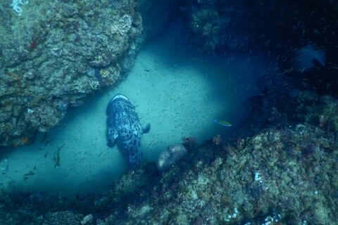 Un gran mero papa gris jaspeado de negro, visto desde arriba, posado en la arena clara de un pasillo entre dos paredes rocosas cubiertas de coral, en medio de una nube de pequeños peces plateados