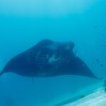 Una manta de arrecife vista de frente, con el vientre blanco y las hendiduras branquiales visibles, pasa sobre la arena en un agua azul verdosa, con peces pequeños en el arrecife a la derecha