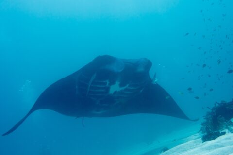 Una manta de arrecife vista de frente, con el vientre blanco y las hendiduras branquiales visibles, pasa sobre la arena en un agua azul verdosa, con peces pequeños en el arrecife a la derecha