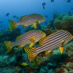 Un grupo de labios dulces orientales con rayas negras y amarillas y aletas amarillas con puntos negros, suspendidos sobre el arrecife delante de anémonas y peces ballesta