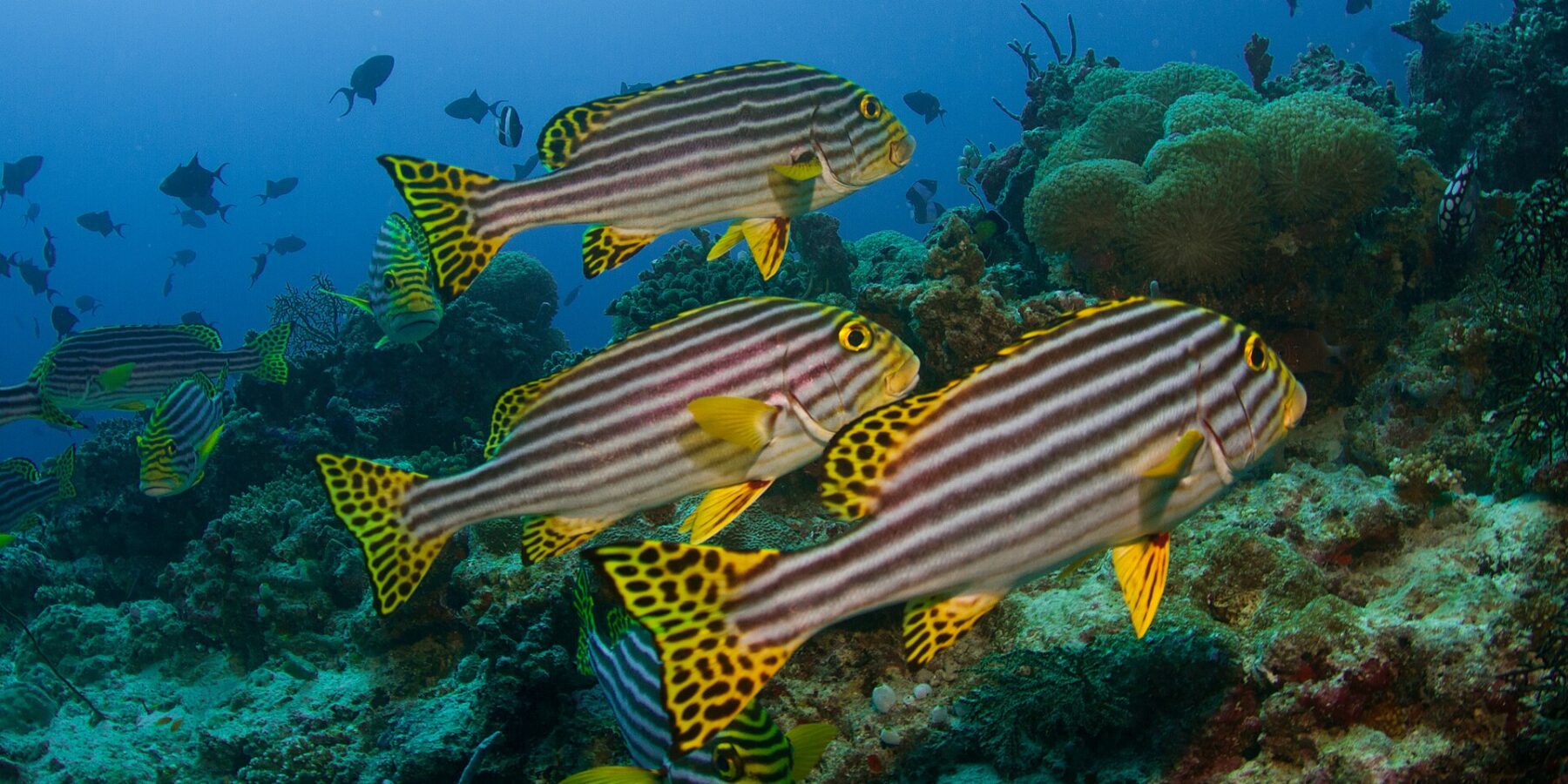 Un grupo de labios dulces orientales con rayas negras y amarillas y aletas amarillas con puntos negros, suspendidos sobre el arrecife delante de anémonas y peces ballesta