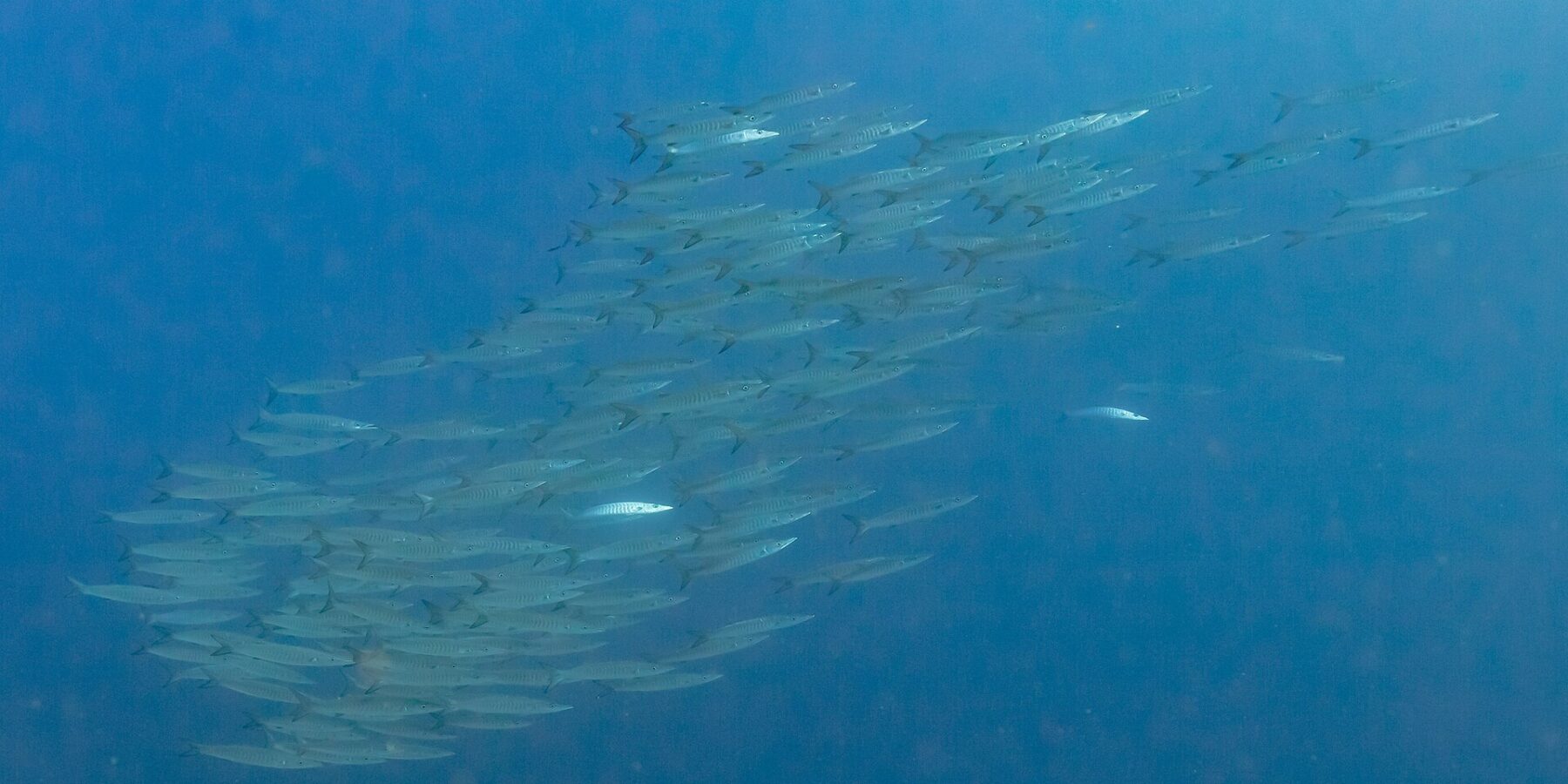 Un banco cerrado de barracudas plateadas, vistas de lado en un agua azul profundo, fotografiado en el mar Rojo, en Ras Mohammed