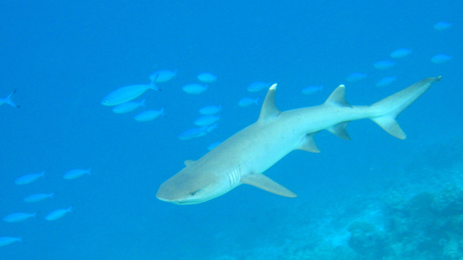 Un tiburón de puntas blancas, gris claro con las puntas de las aletas blancas, nada sobre un arrecife en un agua azul clara, rodeado de fusileros azules