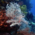 Una gran gorgonia blanca de nervaduras rojas desplegada en abanico, entre una esponja color óxido llena de agujeros a la izquierda y una gorgonia amarilla, con un buceador de negro que se acerca por la derecha en el agua azul.