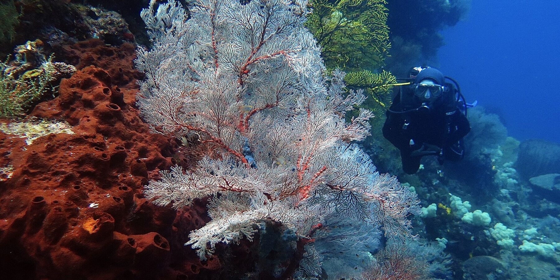 Una gran gorgonia blanca de nervaduras rojas desplegada en abanico, entre una esponja color óxido llena de agujeros a la izquierda y una gorgonia amarilla, con un buceador de negro que se acerca por la derecha en el agua azul.