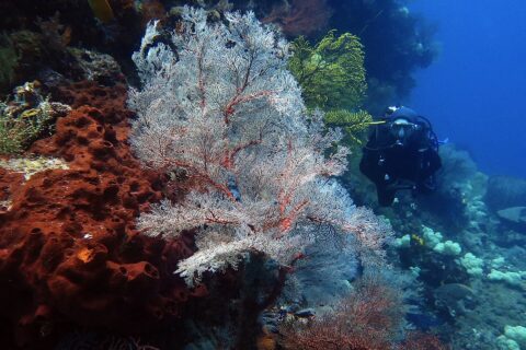 Una gran gorgonia blanca de nervaduras rojas desplegada en abanico, entre una esponja color óxido llena de agujeros a la izquierda y una gorgonia amarilla, con un buceador de negro que se acerca por la derecha en el agua azul.