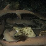 De noche, una manada apretada de tiburones de puntas blancas de arrecife se entrelaza sobre las rocas, con el cuerpo pardo grisáceo y las puntas blancas de las aletas iluminados por el flash sobre un fondo negro salpicado de partículas.