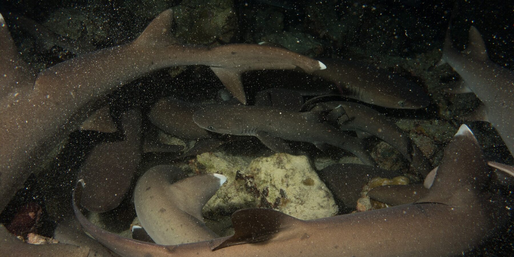 De noche, una manada apretada de tiburones de puntas blancas de arrecife se entrelaza sobre las rocas, con el cuerpo pardo grisáceo y las puntas blancas de las aletas iluminados por el flash sobre un fondo negro salpicado de partículas.