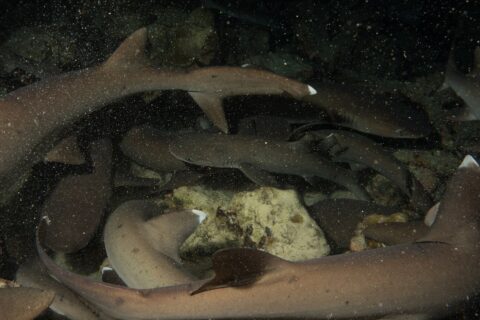 De noche, una manada apretada de tiburones de puntas blancas de arrecife se entrelaza sobre las rocas, con el cuerpo pardo grisáceo y las puntas blancas de las aletas iluminados por el flash sobre un fondo negro salpicado de partículas.