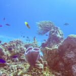 Un arrecife del parque de Cozumel: una esponja jarrón azul violeta en primer plano, una esponja barril, una gorgonia abanico y pequeños peces azules en un agua azul intenso
