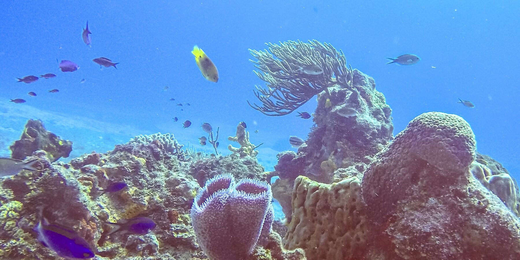 Un arrecife del parque de Cozumel: una esponja jarrón azul violeta en primer plano, una esponja barril, una gorgonia abanico y pequeños peces azules en un agua azul intenso