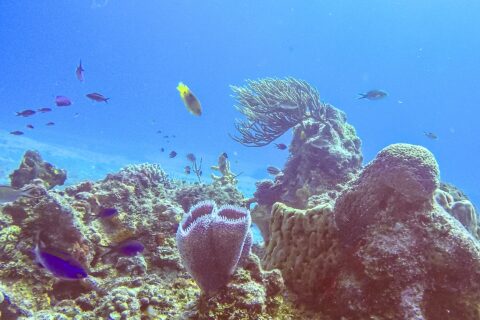 Un arrecife del parque de Cozumel: una esponja jarrón azul violeta en primer plano, una esponja barril, una gorgonia abanico y pequeños peces azules en un agua azul intenso