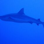 Un tiburón gris de arrecife visto de perfil, del morro a la cola, nada en un azul uniforme, un poco por encima del fotógrafo