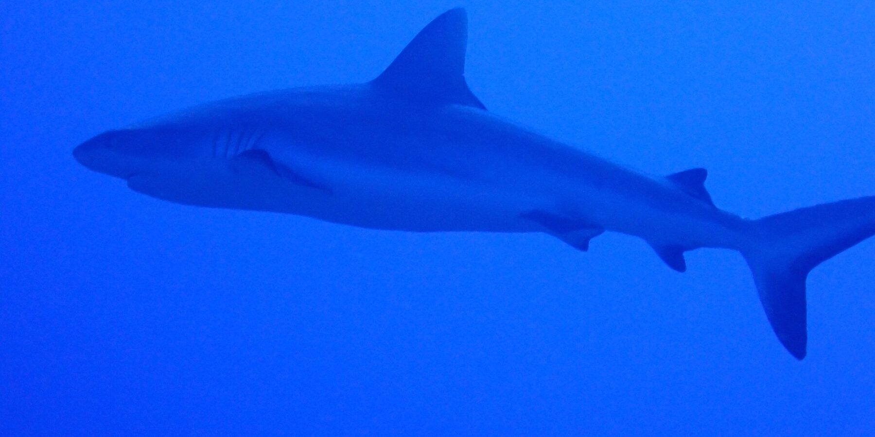 Un tiburón gris de arrecife visto de perfil, del morro a la cola, nada en un azul uniforme, un poco por encima del fotógrafo
