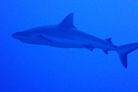 Un tiburón gris de arrecife visto de perfil, del morro a la cola, nada en un azul uniforme, un poco por encima del fotógrafo