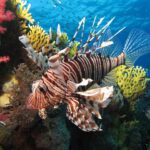 Un pez león de rayas marrones con las largas aletas desplegadas frente a corales blandos rojos y un coral de fuego amarillo