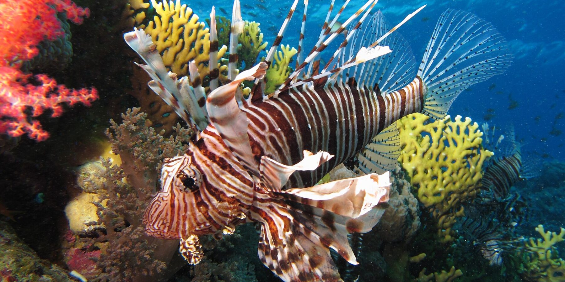 Un pez león de rayas marrones con las largas aletas desplegadas frente a corales blandos rojos y un coral de fuego amarillo