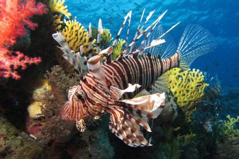 Un pez león de rayas marrones con las largas aletas desplegadas frente a corales blandos rojos y un coral de fuego amarillo