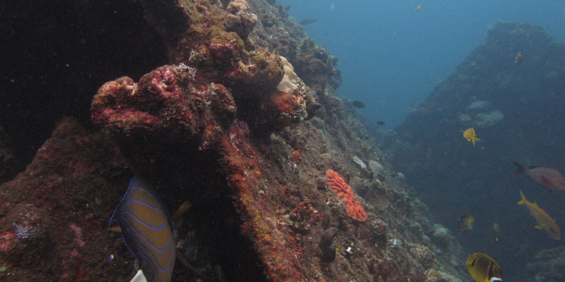 El casco del Liberty cubierto de corales incrustantes rosas y marrones, con un pez ángel de anillos azules junto a la chapa y peces mariposa amarillos en el azul