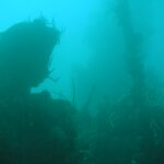En un agua verde turquesa cargada, la silueta oscura de un pecio cuyo mástil, cubierto de corales látigo, se alza a la derecha sobre una superestructura incrustada.