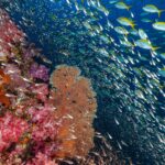 Una pared de corales blandos rosas y una gorgonia naranja en Richelieu Rock, delante de una nube de peces de cristal y un banco de fusileros de cola amarilla en el azul