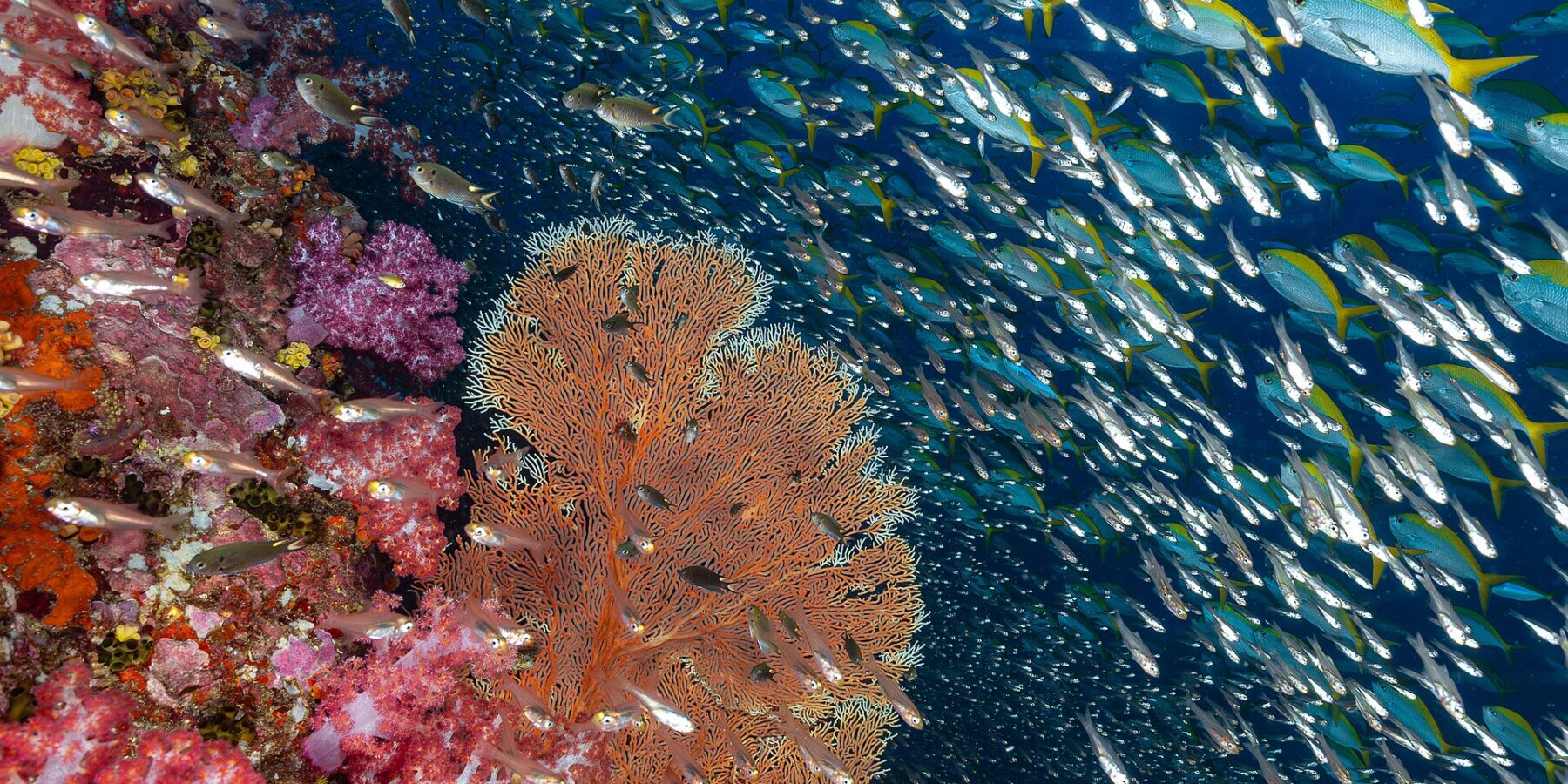 Una pared de corales blandos rosas y una gorgonia naranja en Richelieu Rock, delante de una nube de peces de cristal y un banco de fusileros de cola amarilla en el azul