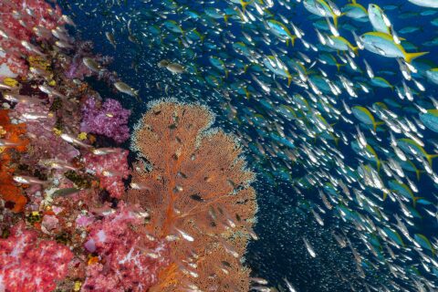 Una pared de corales blandos rosas y una gorgonia naranja en Richelieu Rock, delante de una nube de peces de cristal y un banco de fusileros de cola amarilla en el azul