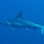 Un tiburón martillo común de perfil en un agua azul profundo, con la cabeza en martillo festoneada y la alta aleta dorsal