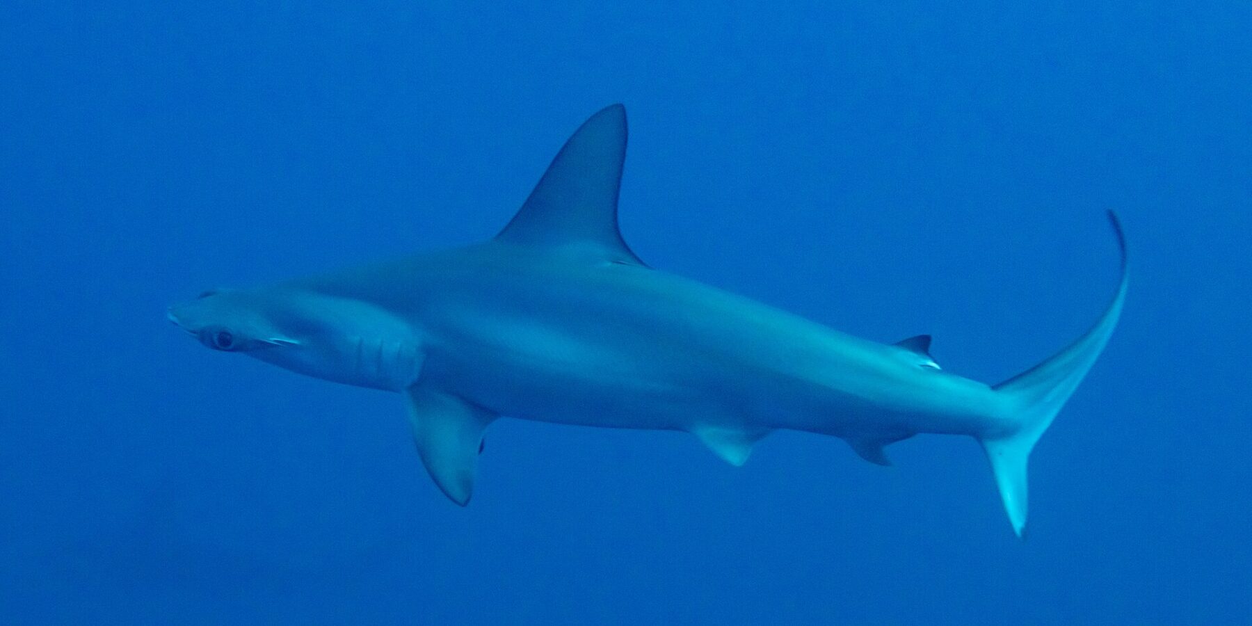 Un tiburón martillo común de perfil en un agua azul profundo, con la cabeza en martillo festoneada y la alta aleta dorsal