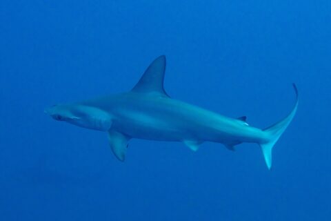 Un tiburón martillo común de perfil en un agua azul profundo, con la cabeza en martillo festoneada y la alta aleta dorsal