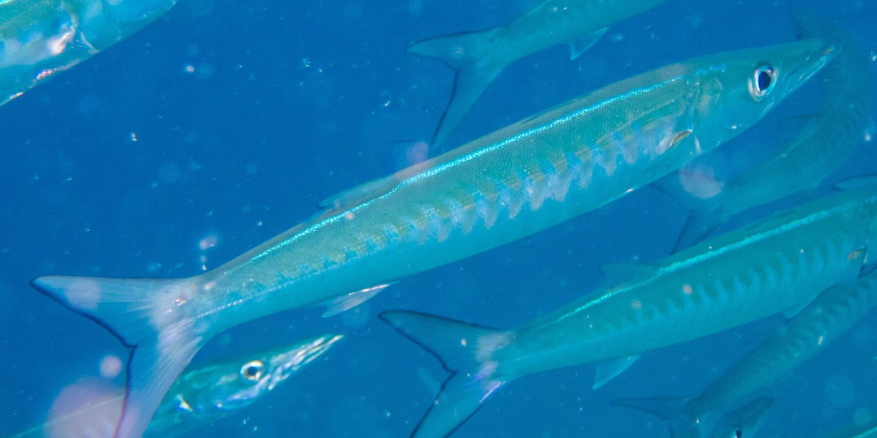 Una barracuda de aleta negra de cuerpo azul plateado, con los flancos marcados por bandas en V, avanza en diagonal hacia la derecha en medio de su banco, en un agua azul cargada de partículas