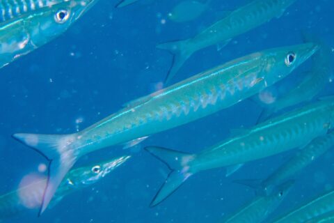 Una barracuda de aleta negra de cuerpo azul plateado, con los flancos marcados por bandas en V, avanza en diagonal hacia la derecha en medio de su banco, en un agua azul cargada de partículas