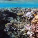 Un jardín de corales duros y coral de fuego a pocos metros bajo la superficie, con un pez mariposa en primer plano