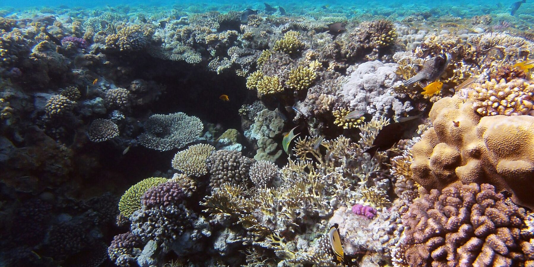 Un jardín de corales duros y coral de fuego a pocos metros bajo la superficie, con un pez mariposa en primer plano