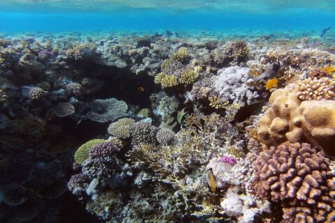 Un jardín de corales duros y coral de fuego a pocos metros bajo la superficie, con un pez mariposa en primer plano