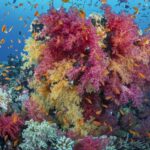 Un ramillete de corales blandos rosas y amarillos cubierto de anthias naranjas, en un arrecife del mar Rojo